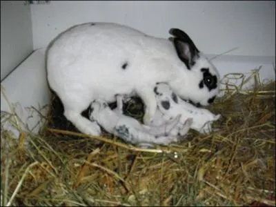 Nom commun, 6 lettres