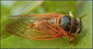 Nom commun, 6 lettres