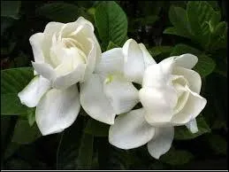 Nom commun, 9 lettres (au pluriel)