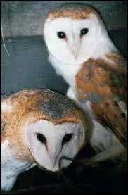 Nom commun, 7 lettres (au pluriel)