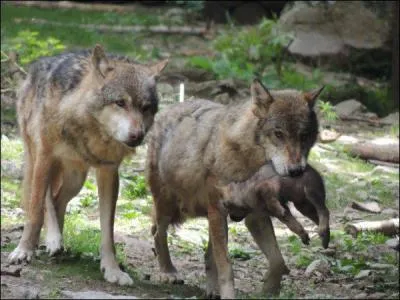 Nom commun, 6 lettres (au pluriel)