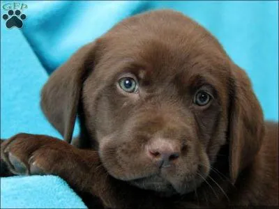 Comment dit-on "bleu" en allemand ?