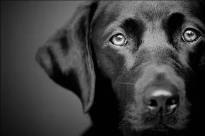 Comment dit-on "noir" en allemand ?