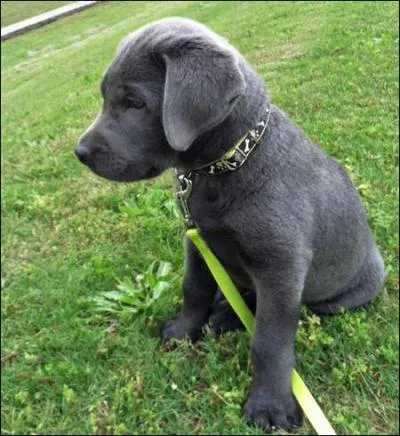 Comment dit-on "gris" ?