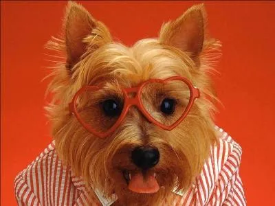 Comment dit-on "orange" ?