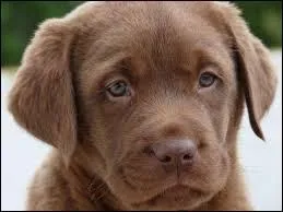 Comment dit-on "marron" ?