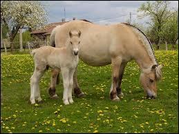 Le petit du cheval, comment s'appelle-t-il ?