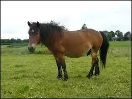 Quelle est cette robe ?