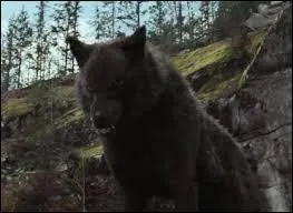Qui est le loup alpha ?