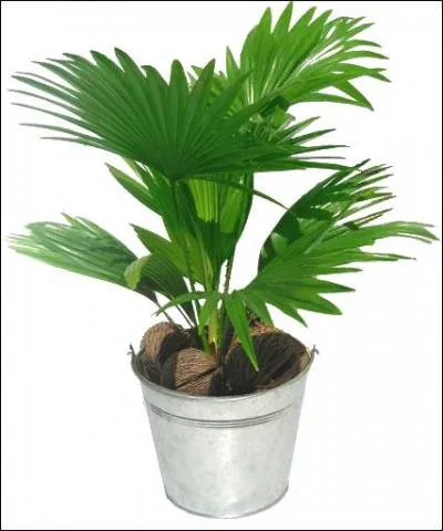 Si vous ne trouvez pas, vous allez être verts, alors tâchez de ne pas vous planter : CTA !