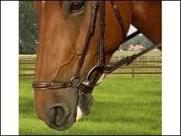 Quelle est cette muserolle ?