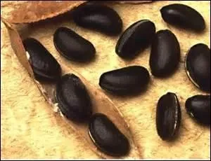 Toujours des fèves ! On les nomme fèves des Ordalies, et elles furent, durant un temps, administrées aux sorcières.