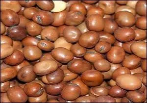 Enfin, que choisissez-vous : fèves, féverolles ou petits pois ?