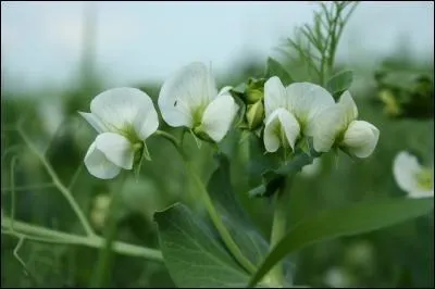 Quelles sont ces fleurs ?