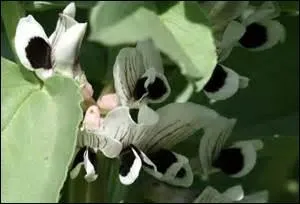 Quelles sont ces fleurs ?