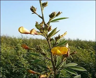Quelles sont ces fleurs ?