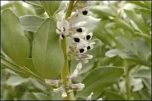 Oui, je vous pose une colle ! Ces fleurs sont celles de la féverolle.
