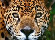 Quiz Le jaguar