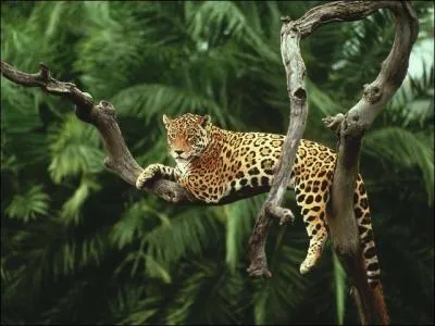 Quel est le nom scientifique du jaguar ?