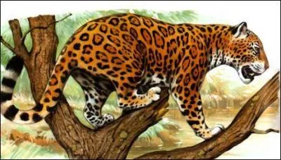 A quelle âge la femelle atteint-elle sa maturité sexuelle ?