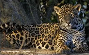 Combien de temps dure la gestation ?