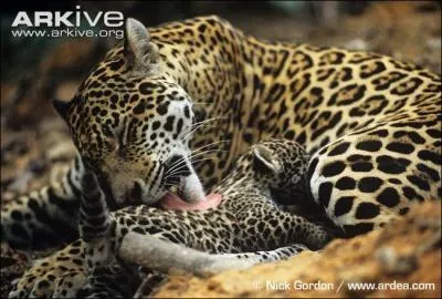 A combien de petits la femelle peut-elle donner naissance ?