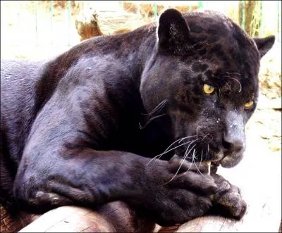 Le jaguar peut aussi être noir.