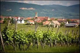 Derrière les vignes, vous avez le village de Pfaffenheim. Il se situe dans le département ...