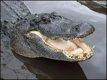 Quel est ce reptile ?