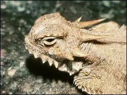 Quel est ce reptile ?
