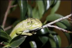 Quel est ce reptile ?