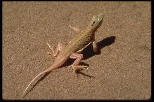 Quel est ce reptile ?