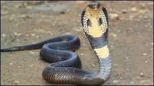 Quel est ce reptile ?