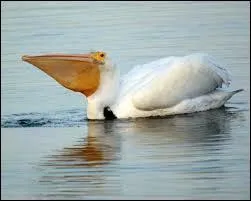 Quel est cet animal ?