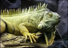 Quel est cet animal ?