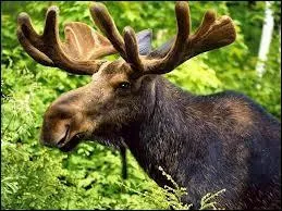 Quel est cet animal ?