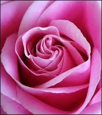 Qu'est-ce qui est représenté en rose ?