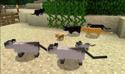 Voici un chat, combien de points de vie a-t-il ?