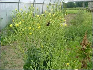 Généralement vous ne les laissez pas monter en graines ! Quelles sont ces fleurs ?