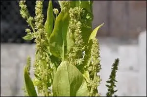 Tiens des graines, celles d'un légume tant apprécié par Popeye ! Quelles sont-elles ?