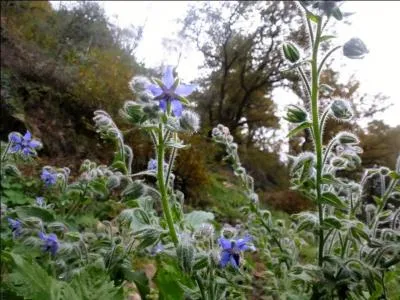 Quelques jolies fleurs bleues pour agrémenter une salade ou faire une tisane dont la saveur hésite entre celle de l'huître et celle du concombre !