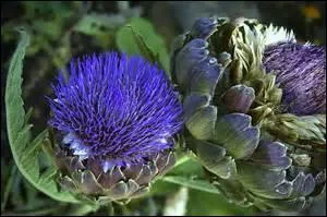 Elles sont vraiment très belles, et faciles à reconnaître.