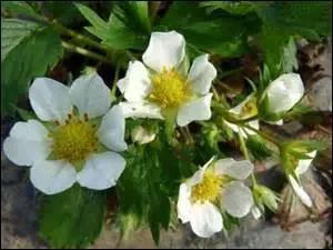 Ici, personne ne va s'y tromper !