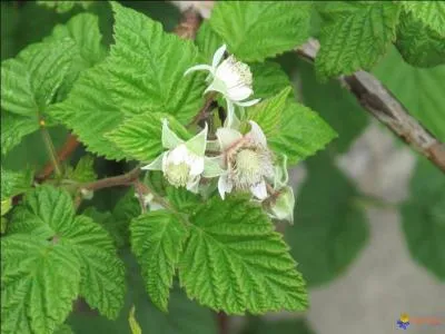 Quels fruits, délicieux en gelée ou directement mangés sur les tiges dressées, ces fleurs vont-elles donner ?