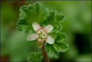 Pour d'autres gelées d'une grande finesse vous surveillerez la fructification de ces fleurs qui donneront des -----.