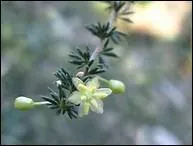 Blanches ou jaunâtres elles sont celles d'une plante dont vous récoltez les turgeons.