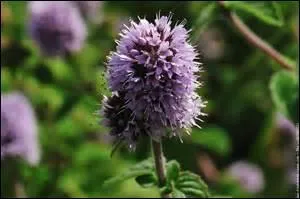 Tantôt poivrée, tantôt pouliot, elle se décline en de multiples variétés et nombreux usages.