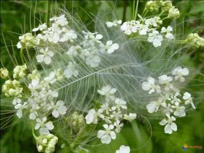 Il peut être plat ou frisé, l'un servant pour aromatiser, l'autre pour la décoration.