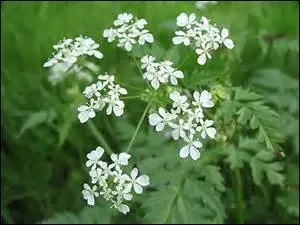 Le goût de cette plante aromatique est légèrement anisé.