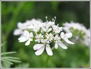 Certains trouvent que l'odeur de cette plante est désagréable, cependant elle est utilisée en gastronomie et notamment dans une soupe de mouton bouilli.